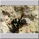 V-Odynerus spinipes 01 Paarung.jpg